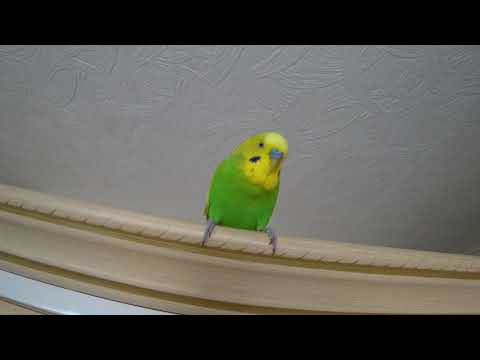Видео: САМЫЙ ВЕСЕЛЫЙ ПОПУГАЙ ТОША ПОЕТ и ЧИРИКАЕТ ▶️ ВСЕХ С БЛАГОВЕЩЕНИЕМ ▶️ зеленый попугайчик TV