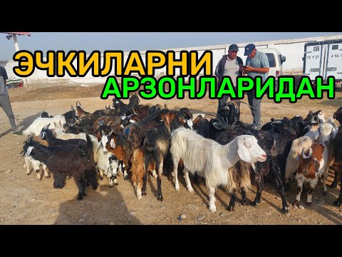 Видео: 21.10.2025 ЭЧКИ УЛОК ТАКА САРКА НАРХЛАРИ ДЕХКОНЛАРДАН КАРШИ КАРВОН МОЛ БОЗОРИДА 