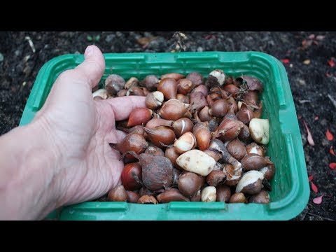 Видео: Как сажать детки тюльпанов
