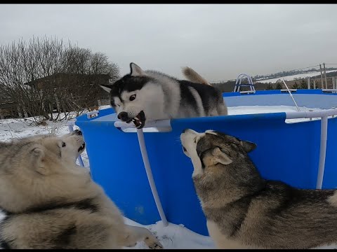 Видео: Плюсы и минусы хаски С чем можно столкнуться взяв хаски из приюта домой в семью с ребенком и собакой