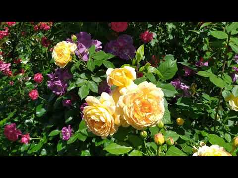 Видео: Заход роз на первую волну цветения (ч.2)