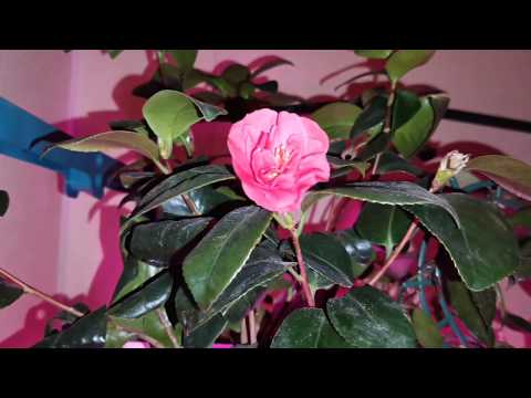 Видео: Мои комнатные цветы. Часть 2.