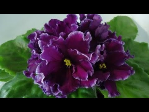 Видео: Как же поживают мои фиалки. Осенние заботы.
