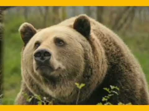 Видео: Ознайомлення із природою "Приготування до зими"