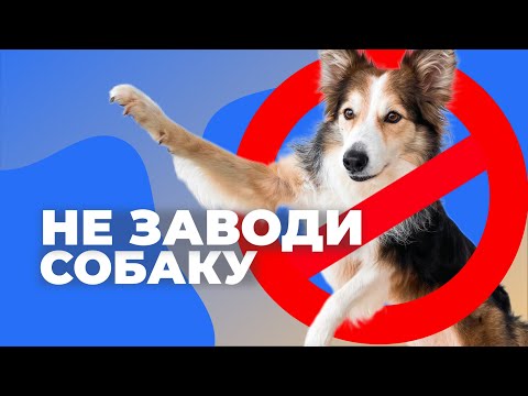 Видео: 10 причин не заводить собаку 🐕 Все минусы до покупки щенка