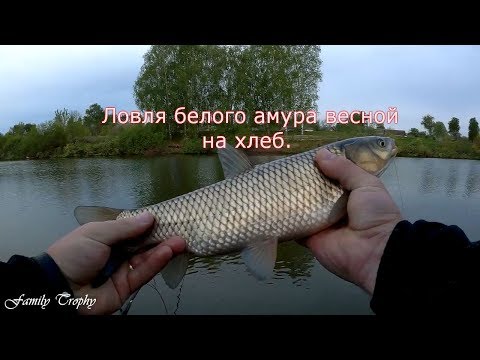 Видео: Утренний клев белого амура. Ловля на хлеб.