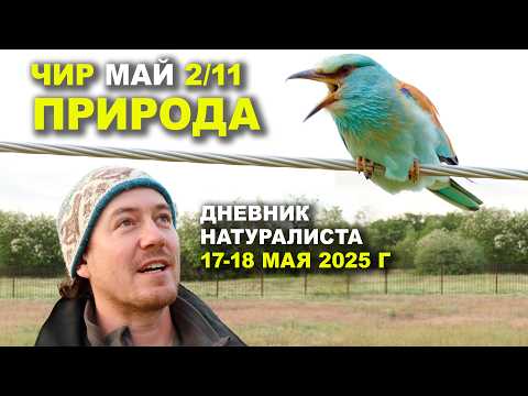Видео: Природа Чира. 17-18 мая 2025 г.