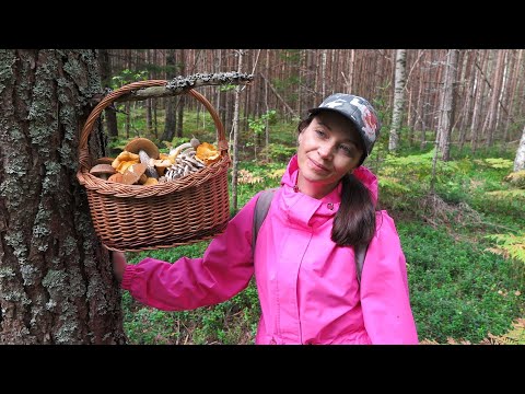 Видео: ГРИБЫ В ПОДМОСКОВЬЕ – Обратно в лес за найденными ранее, но не собранными грибами | 2 ЧАСТЬ