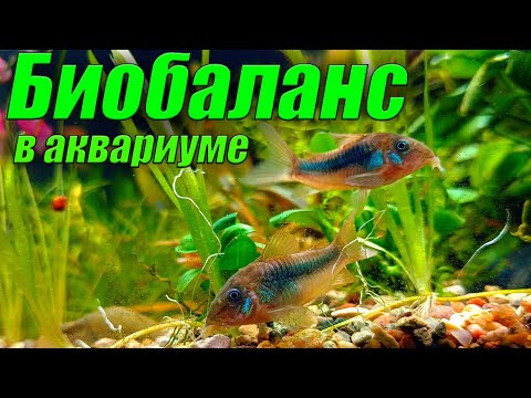 Видео: Биобаланс в аквариуме. Что это такое? Аквариумистика для начинающих