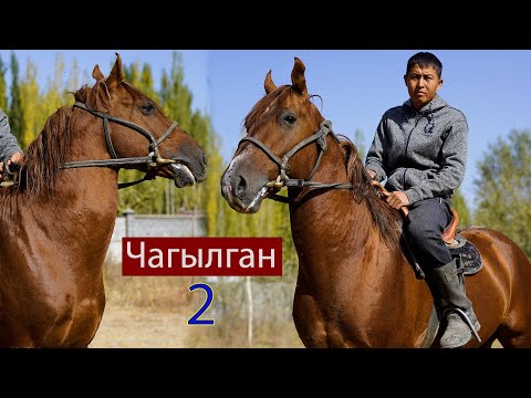 Видео: Чагылган 2 Урмат акеде ~Тездигине соз жок😱😱