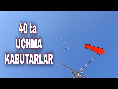 Видео: УЧМА КАБУТАРЛАР СОТИЛАДИ📞940521132 БАКИНИСКИЙ АНДЖАНИСКИЙ UCHMA KABUTARLAR BAKINLAR FLY PIGEON