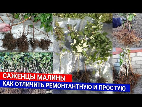 Видео: САЖЕНЦЫ МАЛИНЫ - КАК ОТЛИЧИТЬ РЕМОНТАНТНУЮ И ПРОСТУЮ