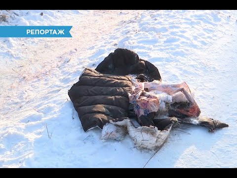 Видео: Зверское нападение собак в Улан-Удэ. Хронология событий