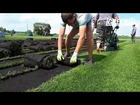 Видео: Производство рулонного газона. Как режут газон