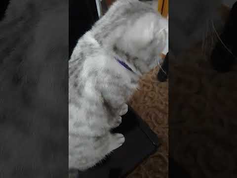 Видео: #cat  Результат от ошейника #nature #котик #красиваякошка #природа #кошка #котята #кот #веселыекоты 