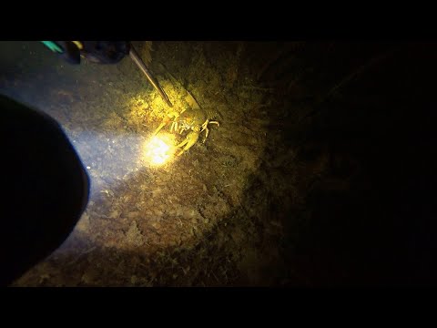 Видео: ПЕРВЫЙ ЛЕД!!! Пришлось пробивать себе путь до воды, ночная подводная охота!