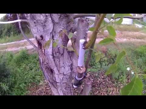 Видео: ПРИВИВА ГРЕЦКОГО ОРЕХА . Walnut grafting . Прививка грецкого ореха поздней весной . Результат .