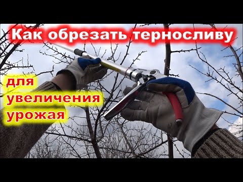 Видео: ОБРЕЗКА ТЕРНОСЛИВЫ. как сохранить урожайность