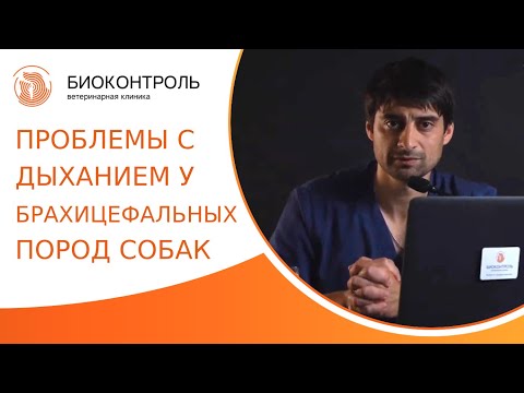 Видео: 🐕 Проблемы с дыханием у собак брахицефальных пород. Брахицефалический синдром у собак. 18+