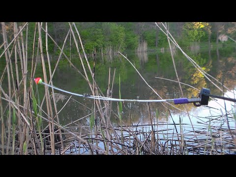 Видео: Я таких карасей еще не ловил! КАРАСЬ КАМЫШ ВЕСНА! ЛОВЛЯ КАРАСЯ НА БОКОВОЙ КИВОК рыбалка на карася