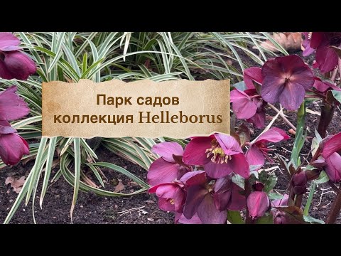 Видео: Один день в Парке Садов 🌿Большая коллекция МОРОЗНИКОВ 🌿HELLEBORUS 🌿Park der Gärten
