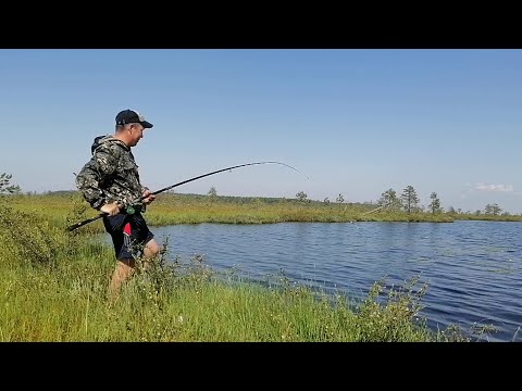 Видео: таёжное озеро с кристально чистой водой/ловим окунь/ окунь гнёт удочку