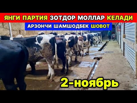 Видео: ЭРТАГА ЯНГИ ПАРТИЯ АРЗОН МОЛЛАР КЕЛАДИ Арзончи ШАМШОДБЕК ШОВОТДА  2-ноября 2025 г.