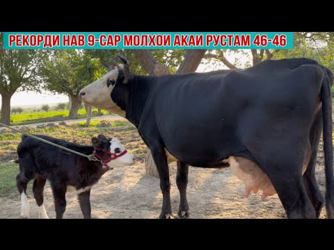 Видео: Молхои акаи РУСТАМ 9-сар РЕКОРД 😳5 октября 2025 г.