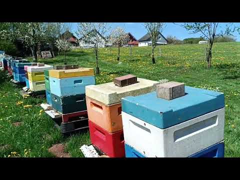Видео: Початок положено... #бджільництвонімеччини #бакфаст #карніка