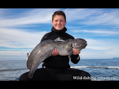 Видео: Морская рыбалка в Норвегии.Зубатка.Wild Fishing Norway