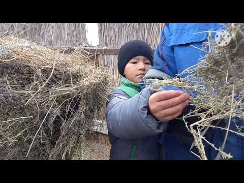 Видео: Мал жайлау