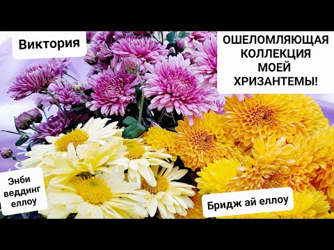 Видео: ОШЕЛОМЛЯЮЩАЯ КОЛЛЕКЦИЯ МОЕЙ ХРИЗАНТЕМЫ! ПРИГЛАШАЮ В МОЮ ТЕПЛИЦУ-БУДУЩИЙ ЗИМНИЙ САД!