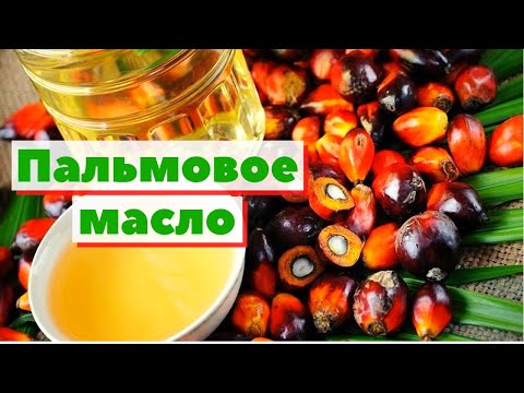 Видео: Пальмовое масло | Как это сделано