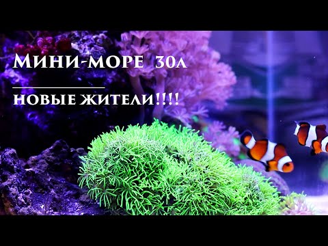 Видео: Морской аквариум: новые рыбки!!!
