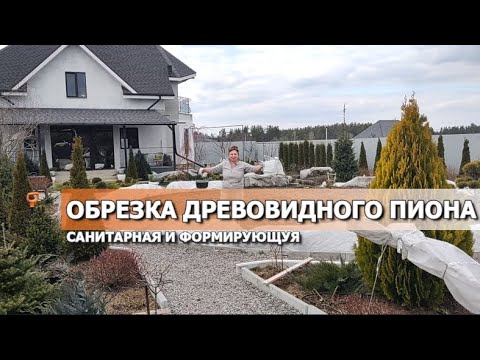 Видео: ОБРЕЗКА ДРЕВОВИДНОГО ПИОНА: САНИТАРНАЯ И ФОРМИРУЮЩАЯ | Обрезка пиона древовидного зонтом