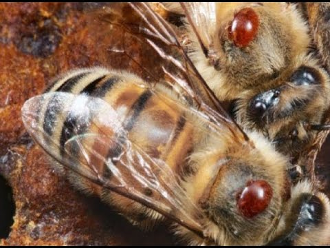 Видео: Поразительная выживаемость клеща Варроа!!! А сможет ли его победить пчеловод???