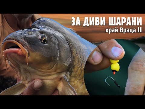 Видео: За ДИВИ ШАРАНИ край Враца - II част