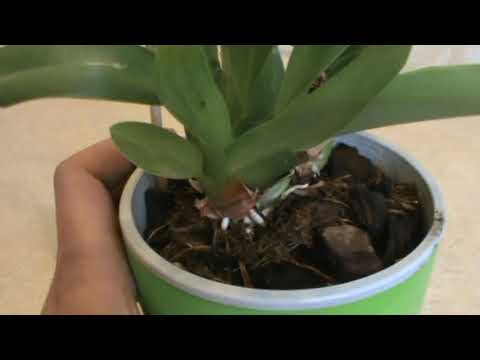 Видео: Мильтония - сложная орхидея.