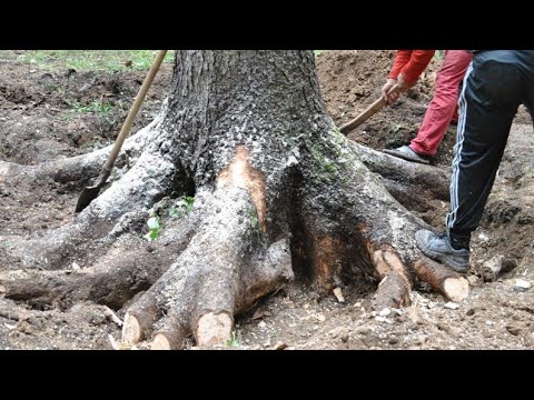 Видео: ОБАЛДЕТЬ, сколько находок скрывалось под корнями дерева Обнаружила находки в лесу с металлоискателем