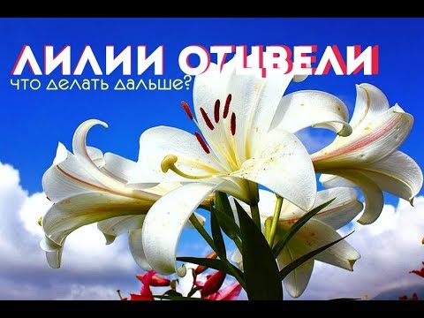 Видео: Лилии отцвели, что делать дальше? Уход за ЛИЛИЯМИ после цветения!