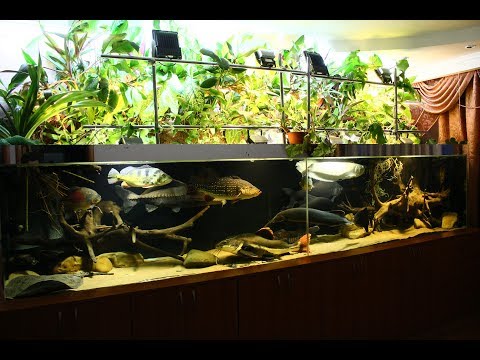Видео: Замена песка в аквариуме на 2500 литров