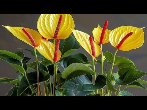 Видео: Антуриум гулун🌿🌿🌿 ,сатып алгандан кийин кандай кам коробуз?