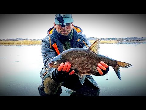 Видео: ПОЛНЫЙ САДОК ЛЕЩЕЙ . НОЧНАЯ ЛОВЛЯ . РЫБАЛКА С НОЧЕВКОЙ И ПАЛАТКОЙ . ЛЕЩ НА 2 КГ .