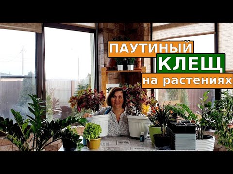 Видео: Паутинный клещ на комнатных растениях, как избавиться в домашних условиях