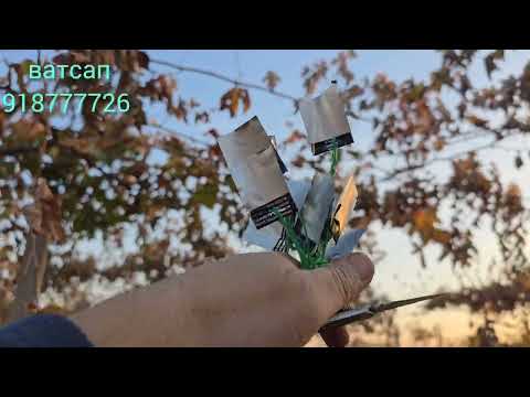 Видео: 🌿 Корҳои мо бо сифати баланд!✋ Ҳамаи ниҳолҳо ва қаламчаҳо таҳти назорати шахсӣ парвариш ёфтаанд.🌳