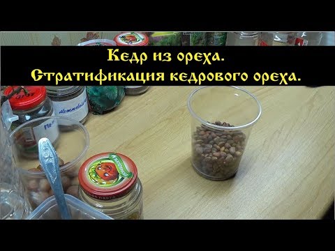 Видео: Кедр из ореха.  Стратификация кедрового ореха.