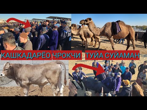 Видео: КАШКАДАРЁО ЧРОКЧИ МОЛ БОЗОРИДА КАТТА ЖАНЖАЛ ХАДИДАН ОШМА СЕН РАЙС