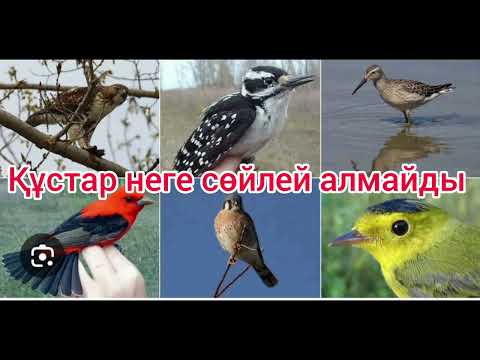 Видео: Құстар неге сөйлей алмайды