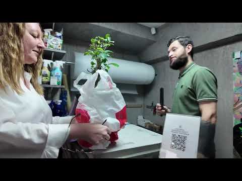 Видео: Искусство Бонсай | Покупаем, пробуем учимся ...