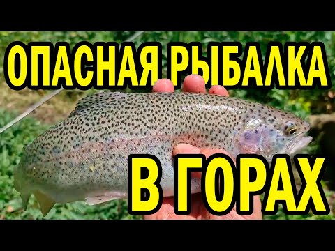 Видео: РЫБАЛКА НА ГОРНУЮ ФОРЕЛЬ. ДИКАЯ ФОРЕЛЬ КИДАЕТСЯ НА КРЮЧОК #казахи #рыбалка #казахстан